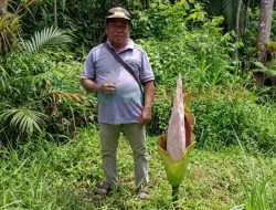 Bunga Bangkai Muncul Lagi di Desa Mengkirai Jaya Kecamatan Dedai